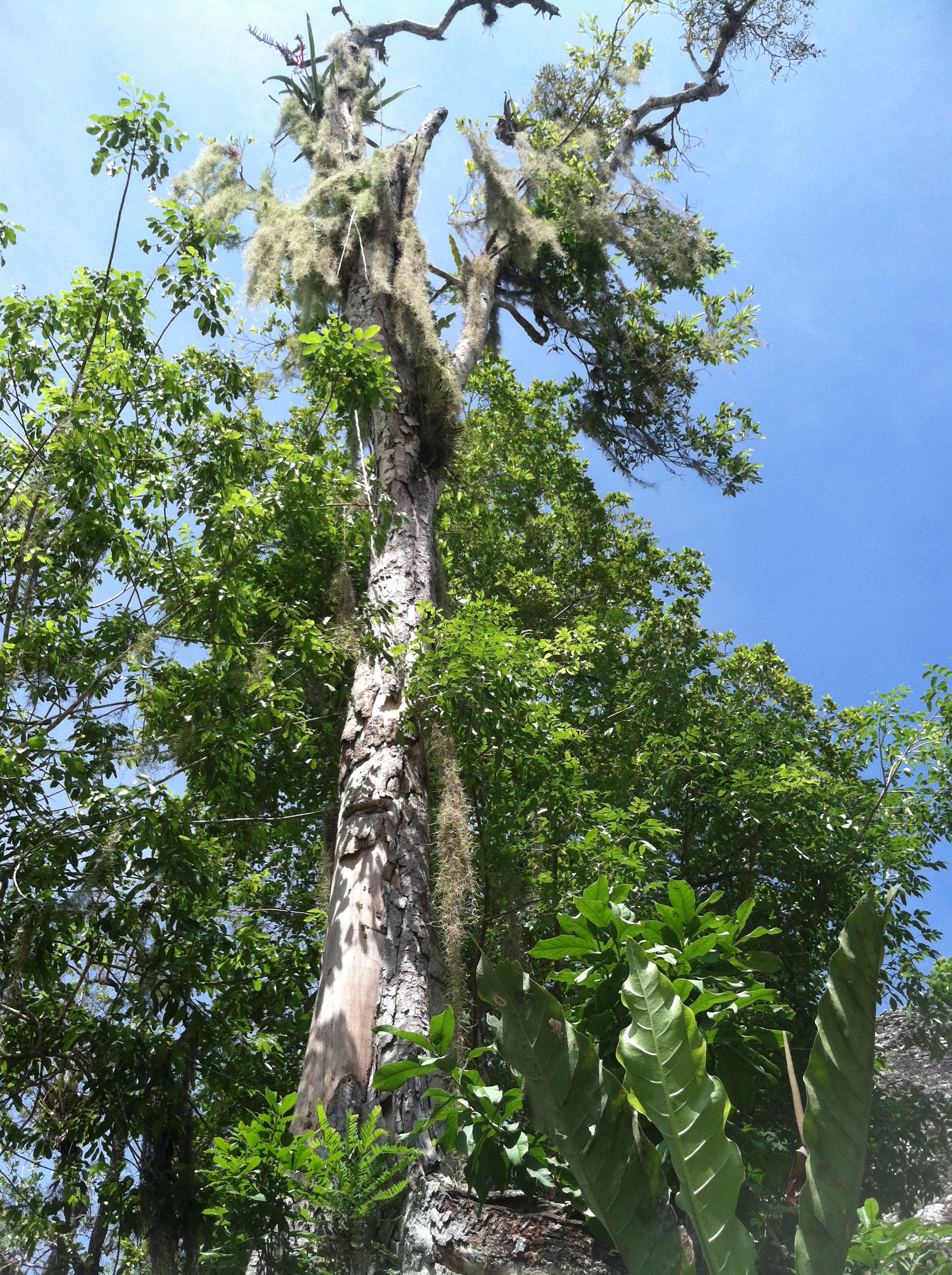Mayan Tree