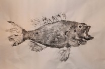 Black Sea Bass Gyotaku