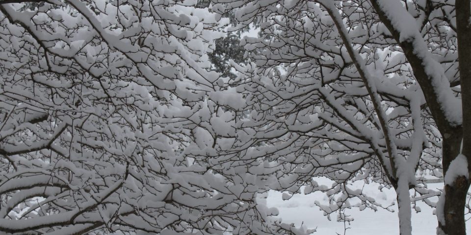 Snowfall in Wilcox Park