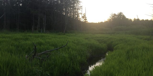 Beaver Pond Remains