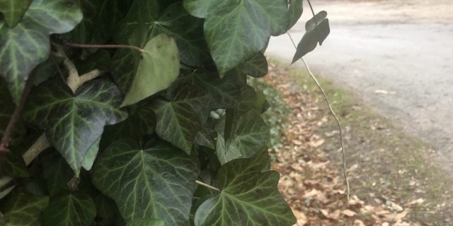 Ivy on a winter walk