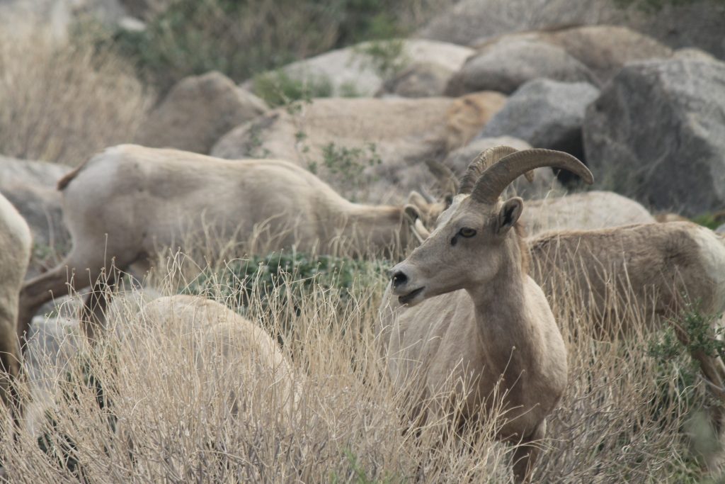 Anza Borrego Bighorn Sheep